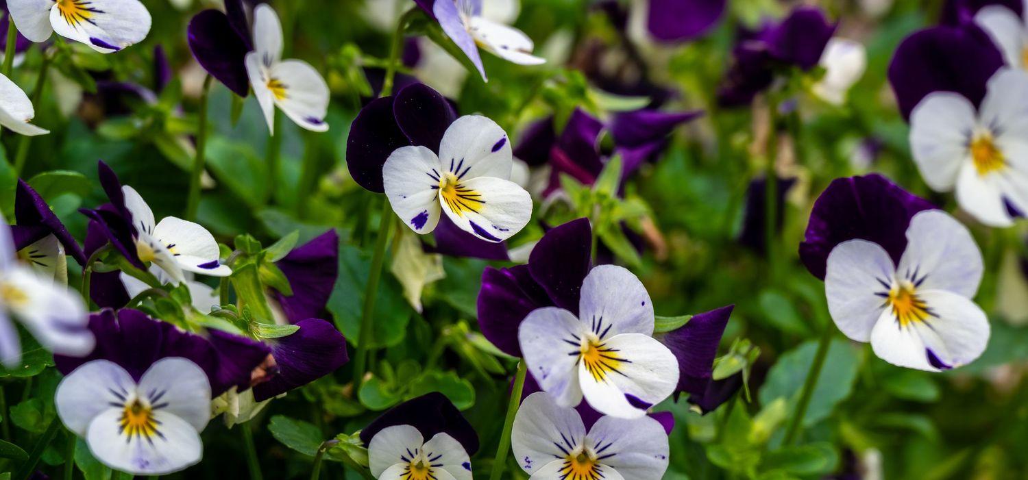 Purple and white violas growing in a garden with lush green leaves.