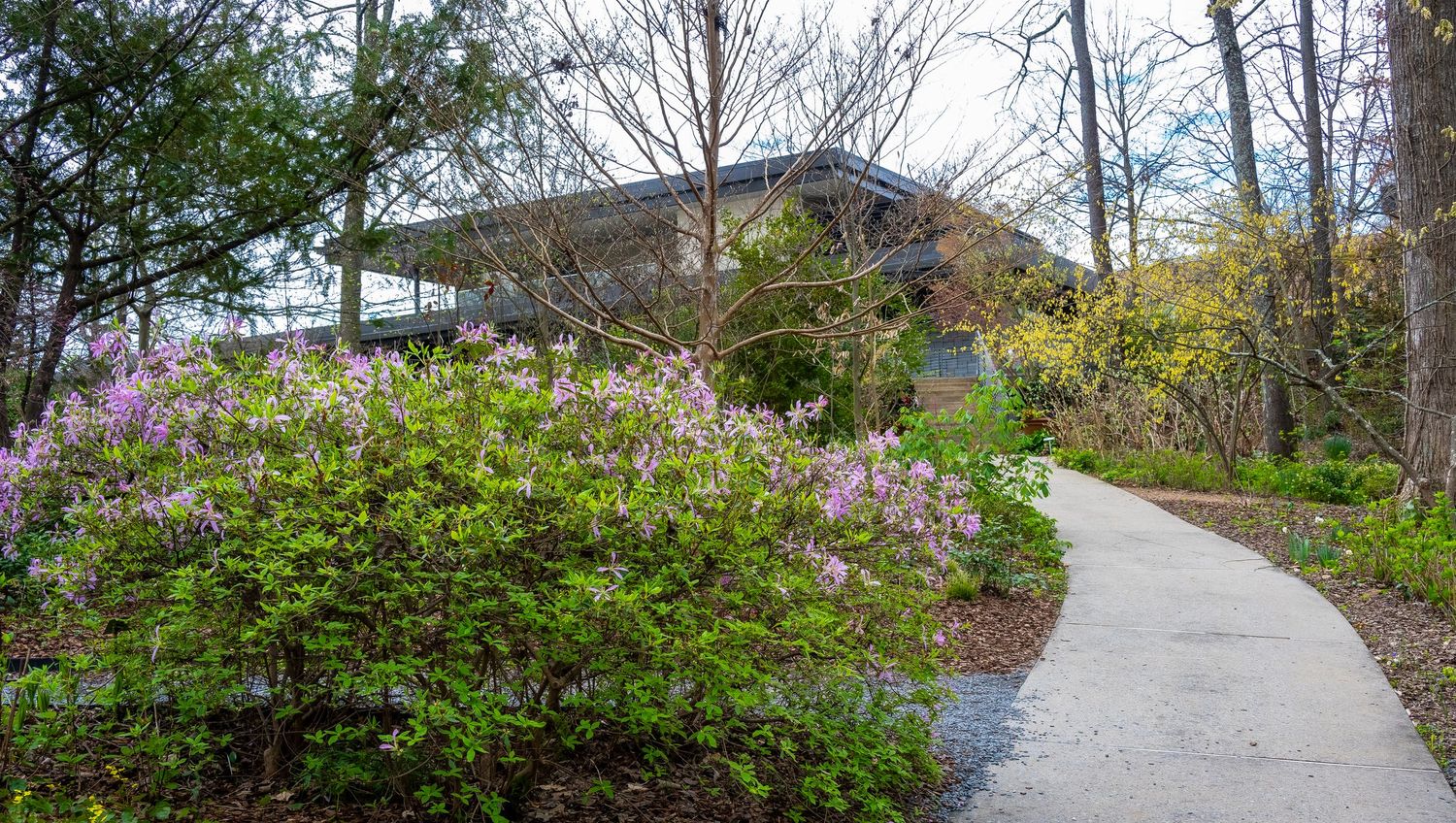 Curved garden path lined with pink azalea bushes leading to a building.