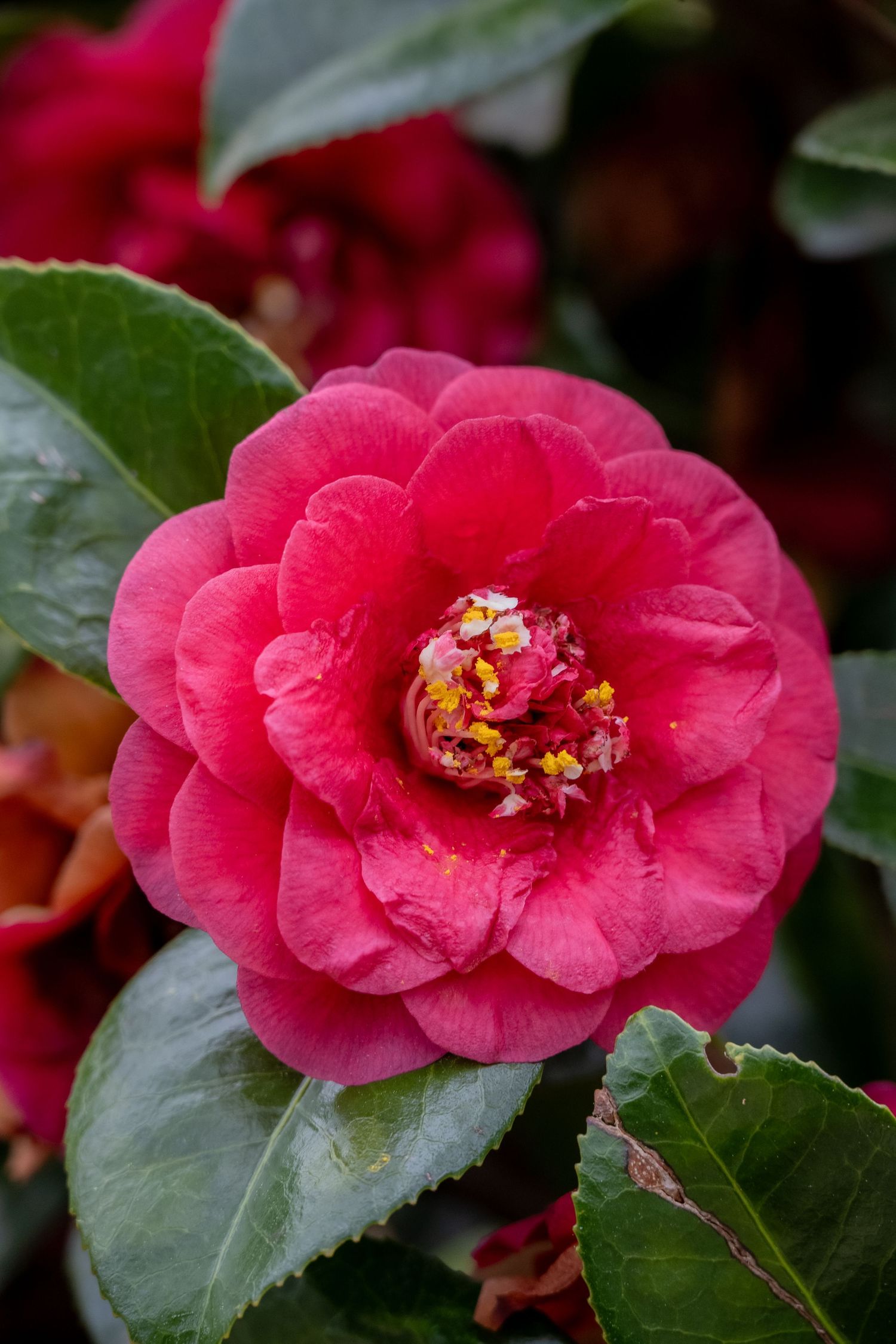 Vibrant pink camellia flower with ruffled petals and golden stamens against dark green leaves.