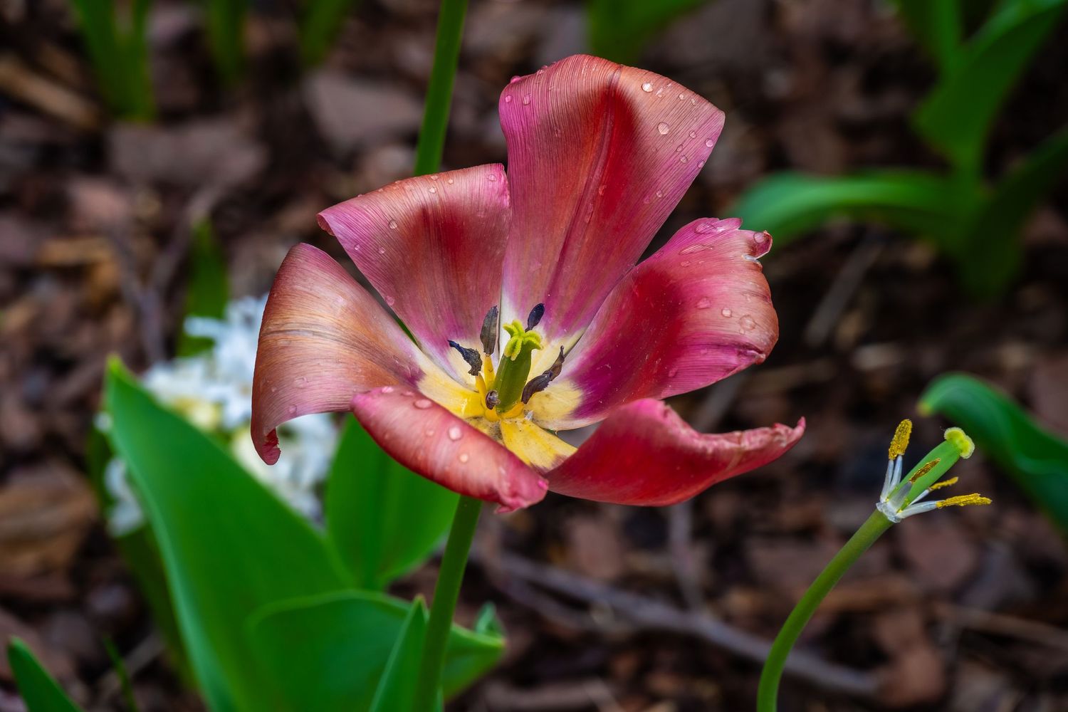Pink tulip flower opening with exposed stamens and green leaves.