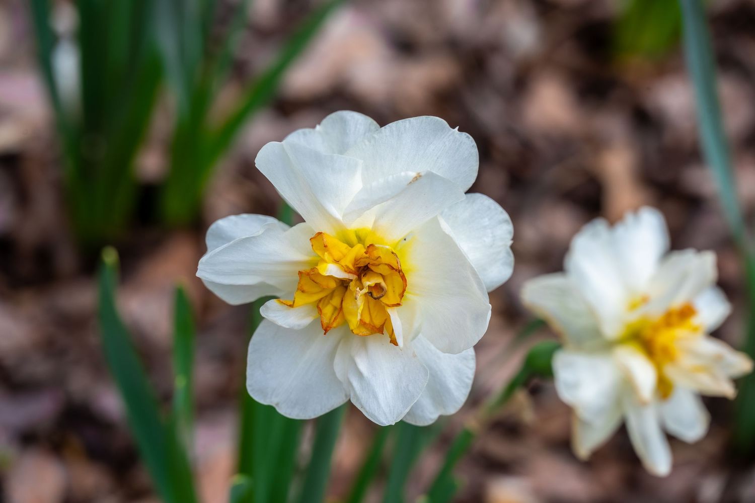Double daffodil with white petals and ruffled yellow center blooming in spring garden.
