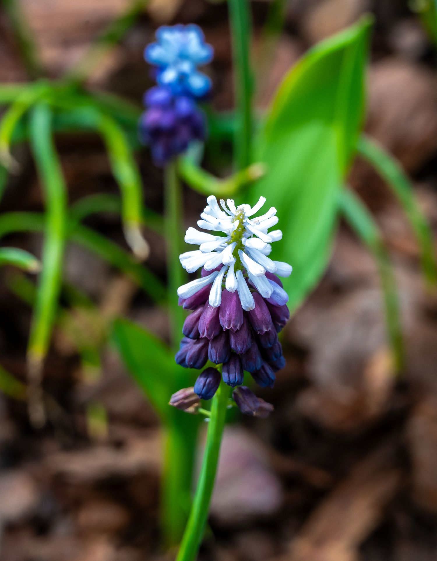 Purple and white grape hyacinth flower spike growing in natural garden setting.