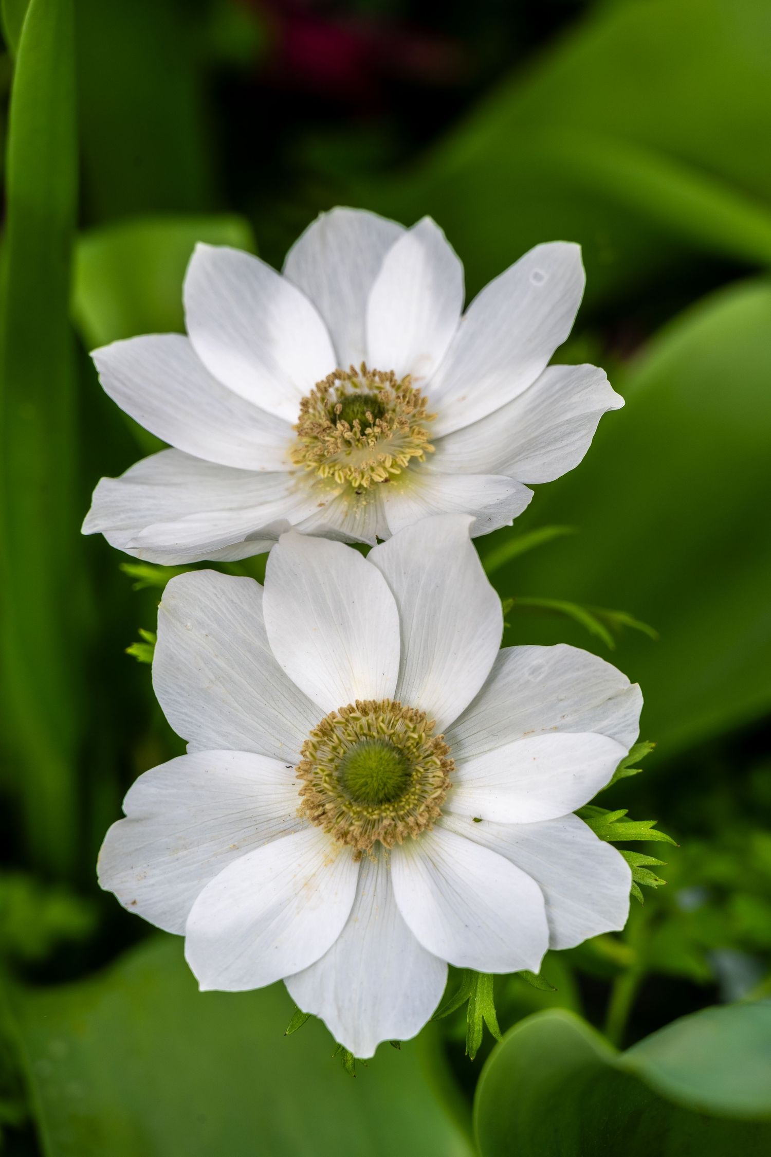Two white anemone flowers with delicate petals and textured centers against green background.
