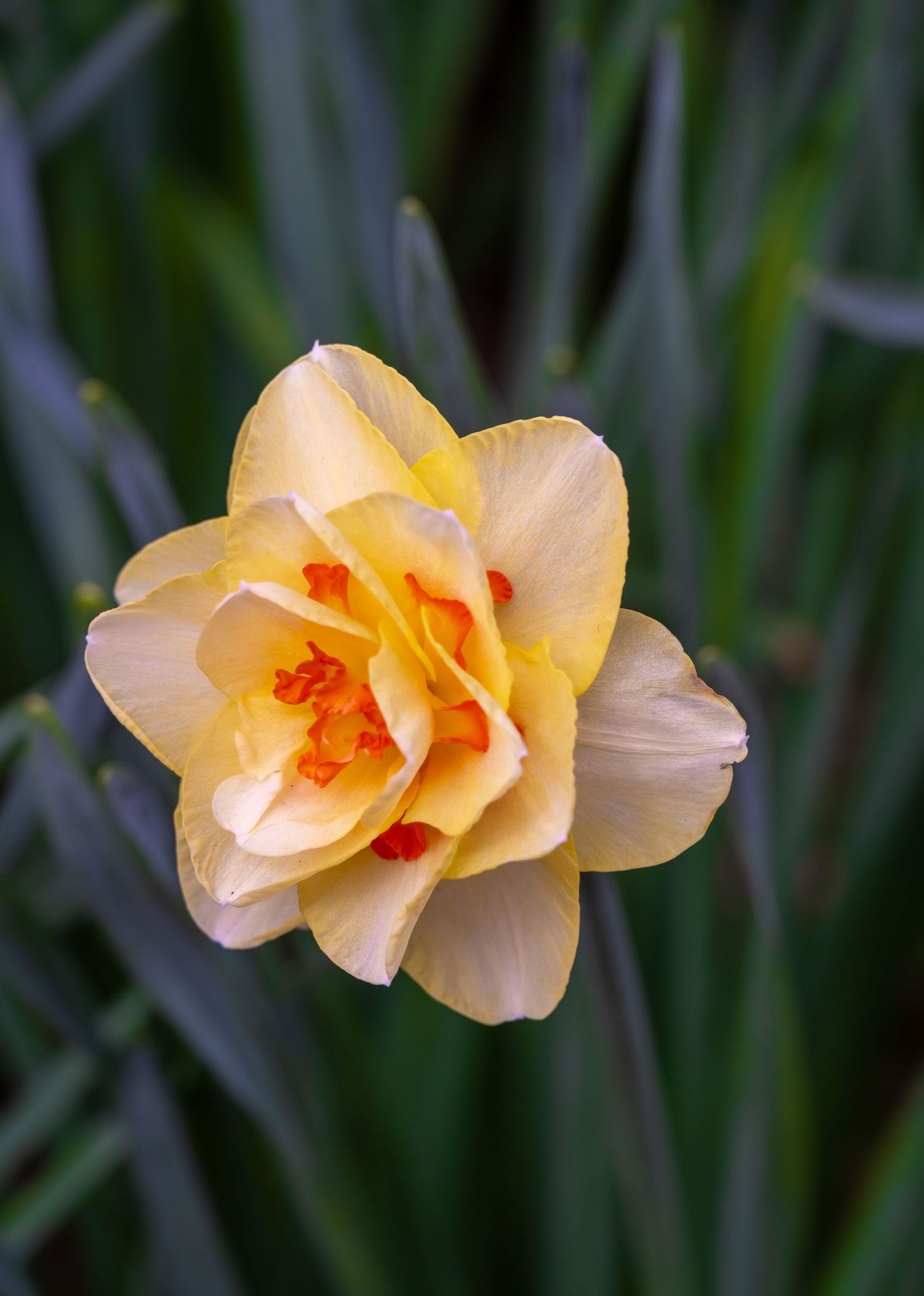 A peachy-orange double daffodil bloom with ruffled petals against a blurred green background.