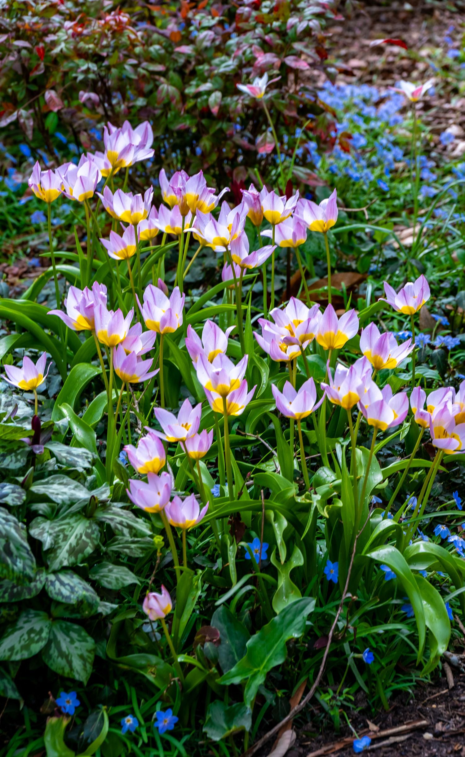 Purple and yellow tulips blooming in a garden bed with blue forget-me-nots.