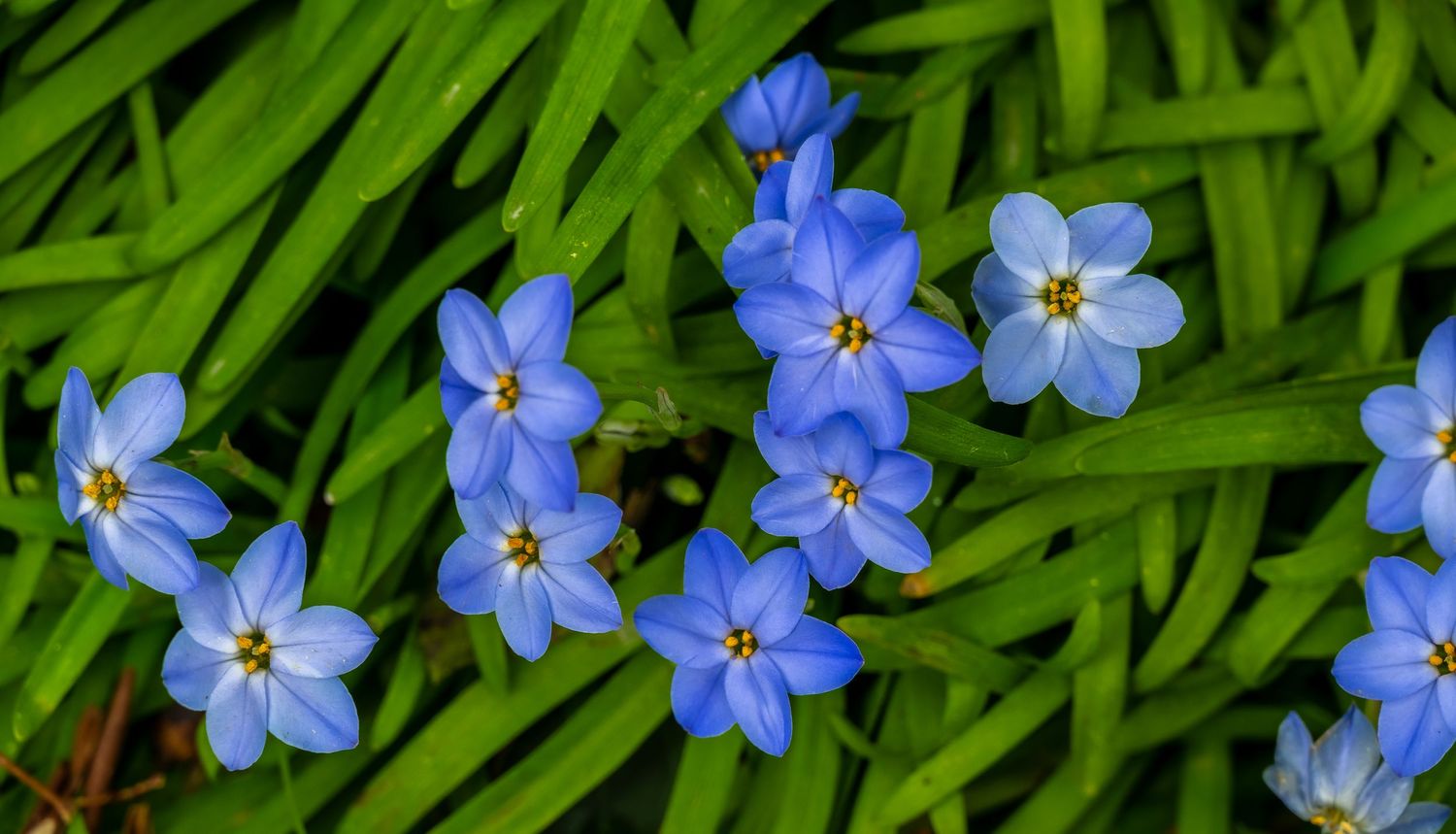 Delicate blue forget-me-not flowers with yellow centers against green foliage.