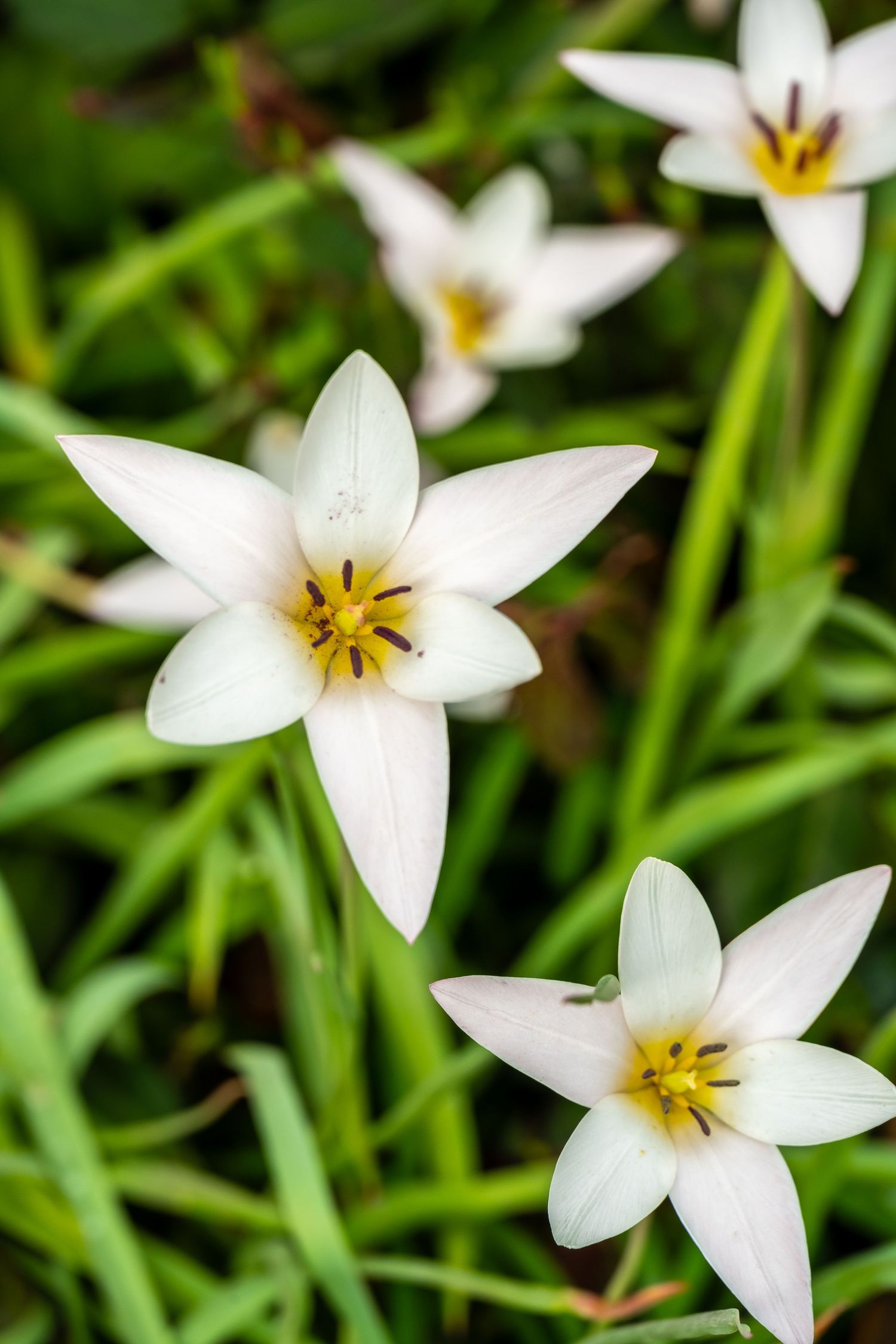 White star-shaped flowers with yellow centers blooming among green leaves.