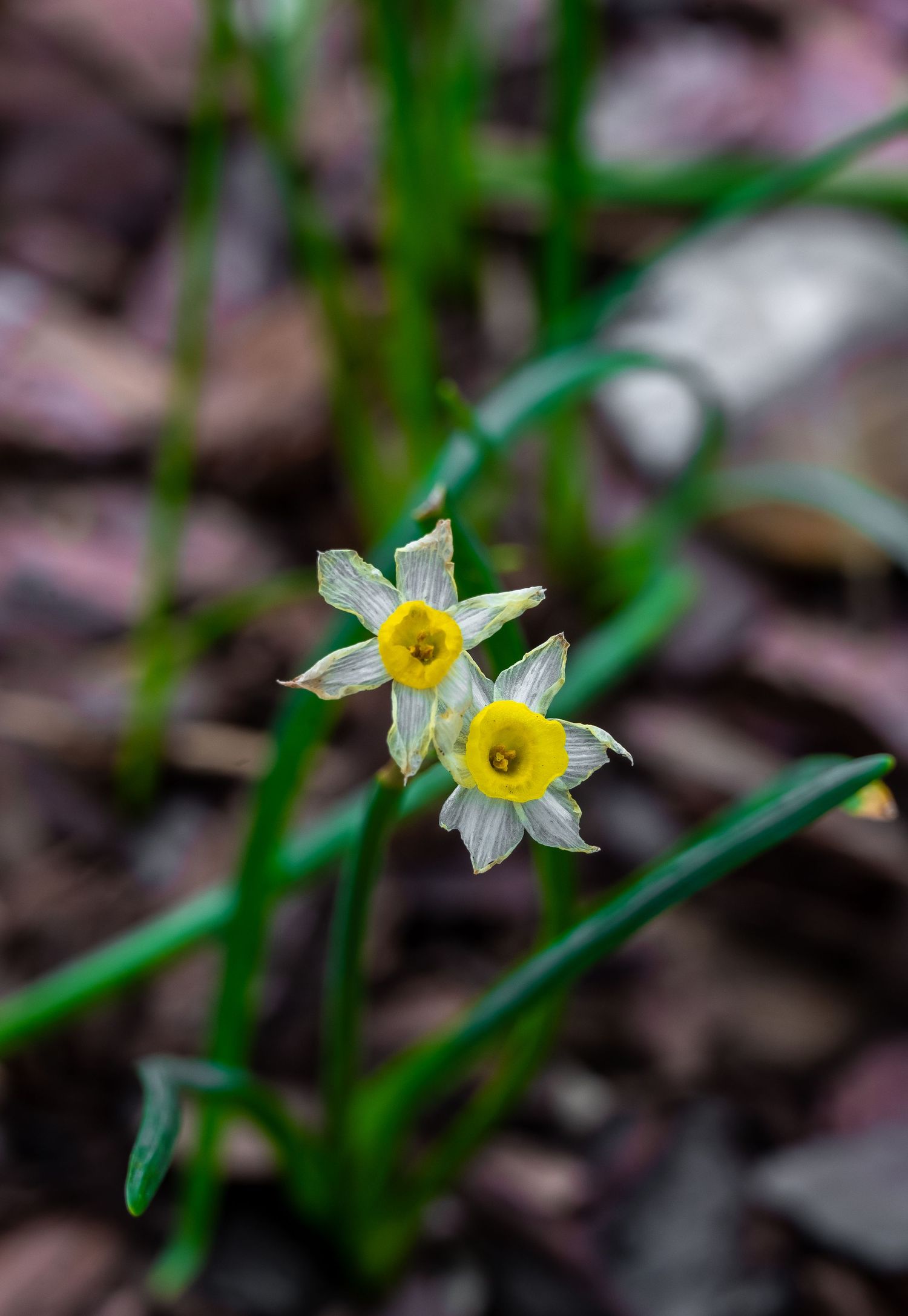 Two small yellow and white daffodils blooming against blurred natural background.