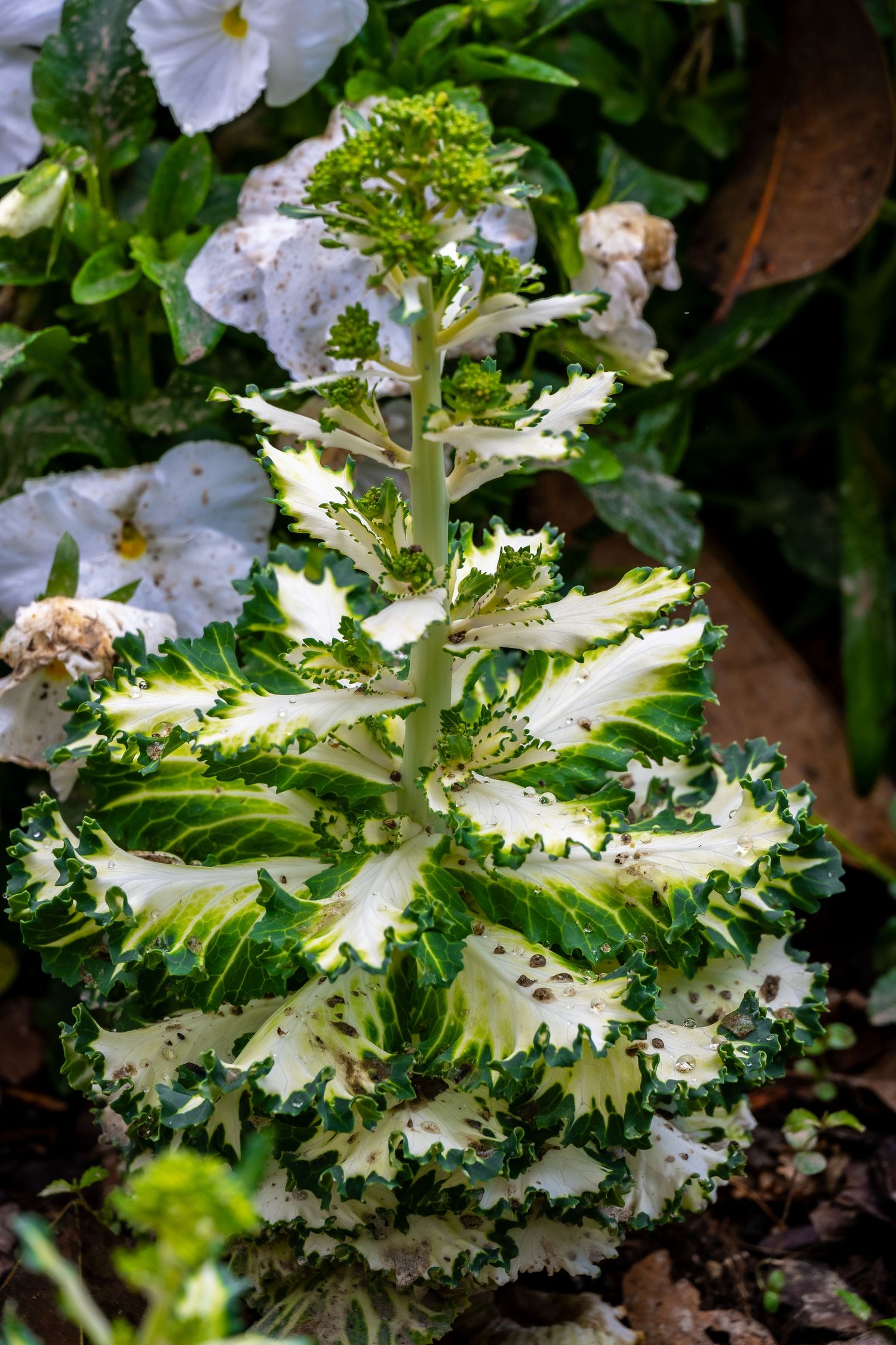 Ornamental kale plant with ruffled white and green leaves in a garden setting.