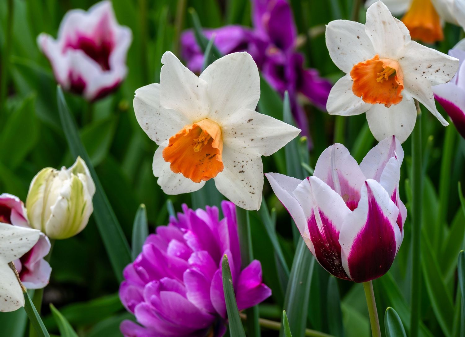 Vibrant pink tulips and white daffodils with orange centers blooming together in a spring garden.