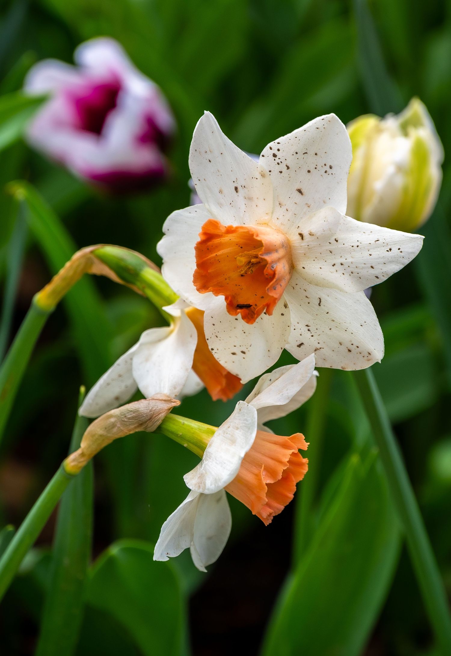 Close-up of white daffodils with orange centers against a blurred garden background.