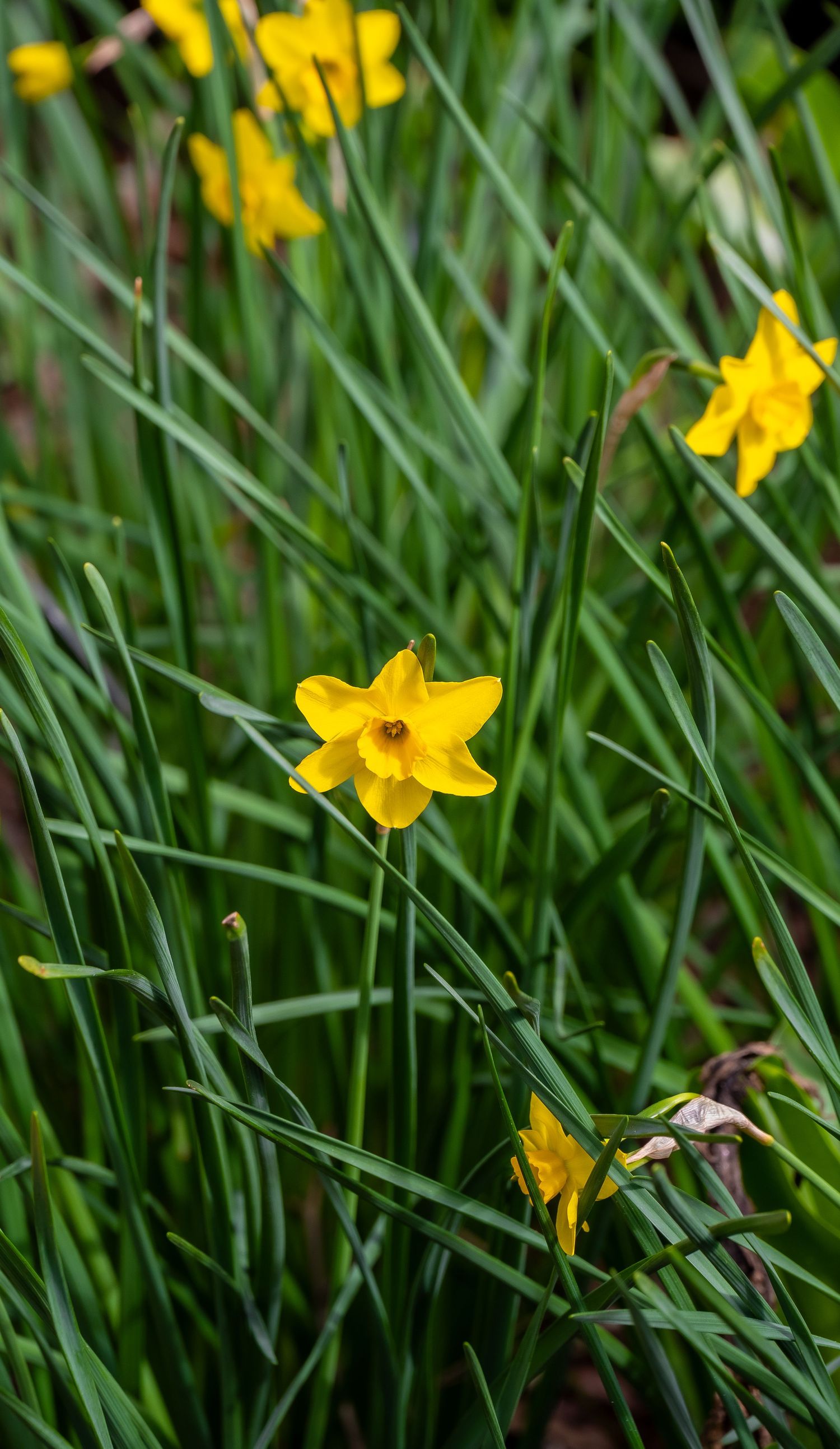 Single yellow daffodil flower blooming among green stems in a garden setting.