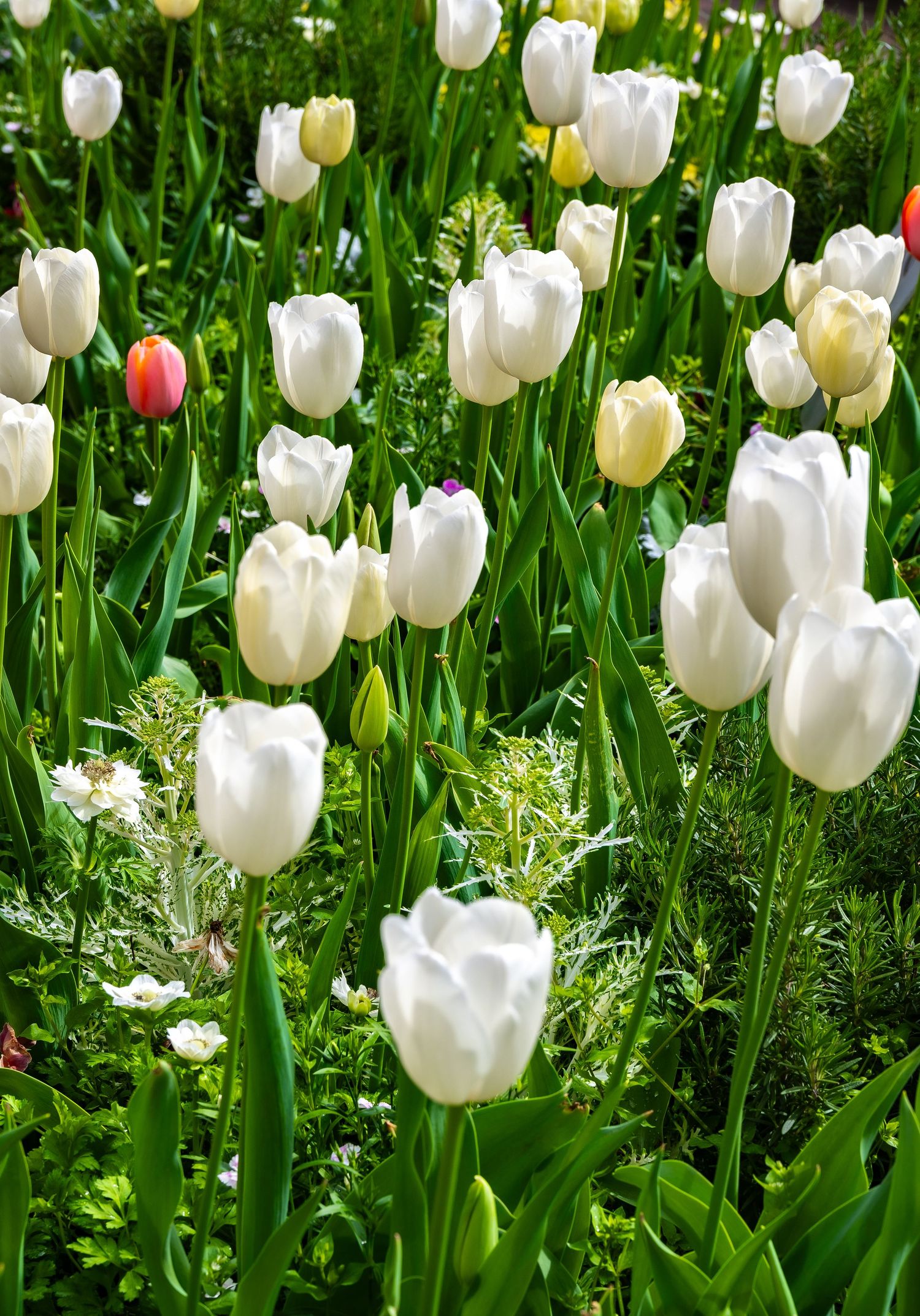 Field of pristine white tulips in full bloom with one pink tulip standing out among them.