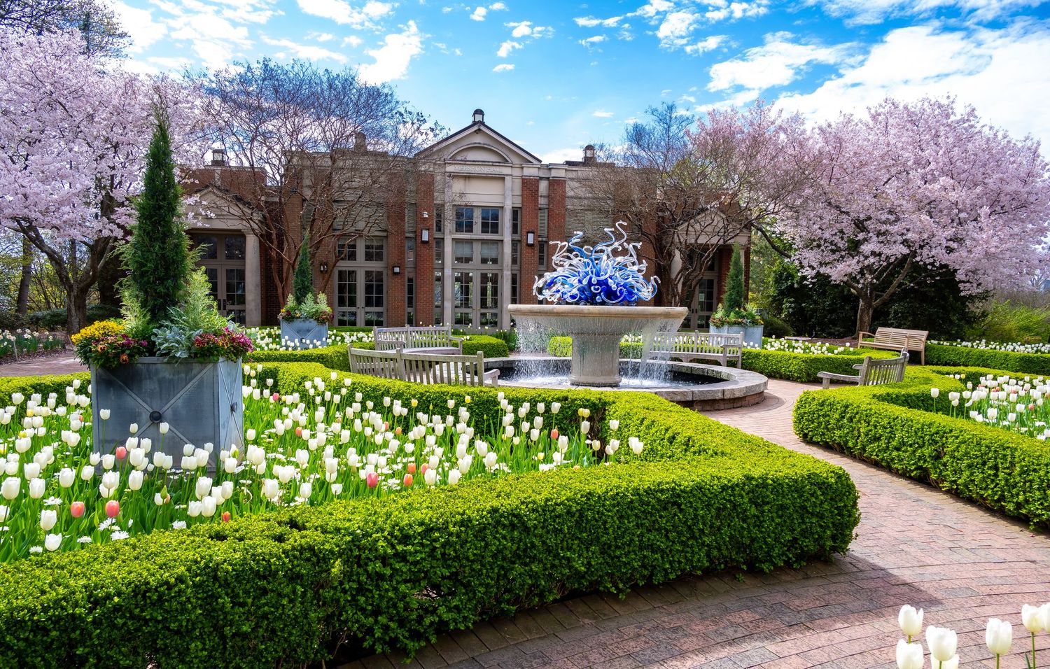 Landscaped garden featuring white tulips, cherry trees, and formal hedges around a classical building.