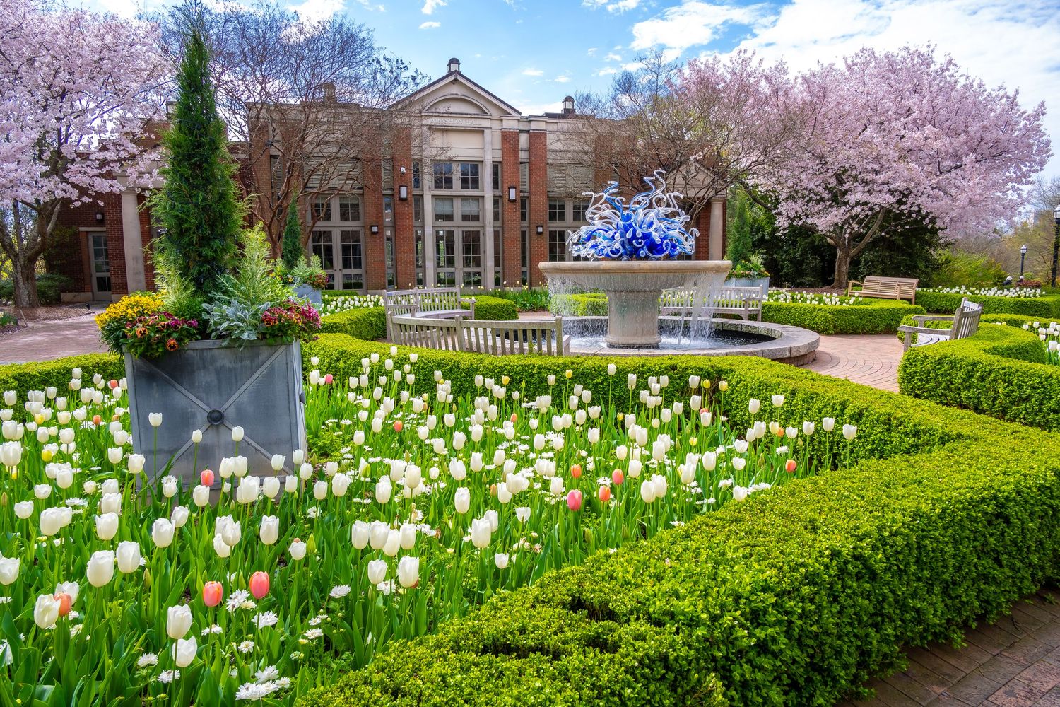 Formal garden with white tulips and cherry blossoms framing a stately brick building.
