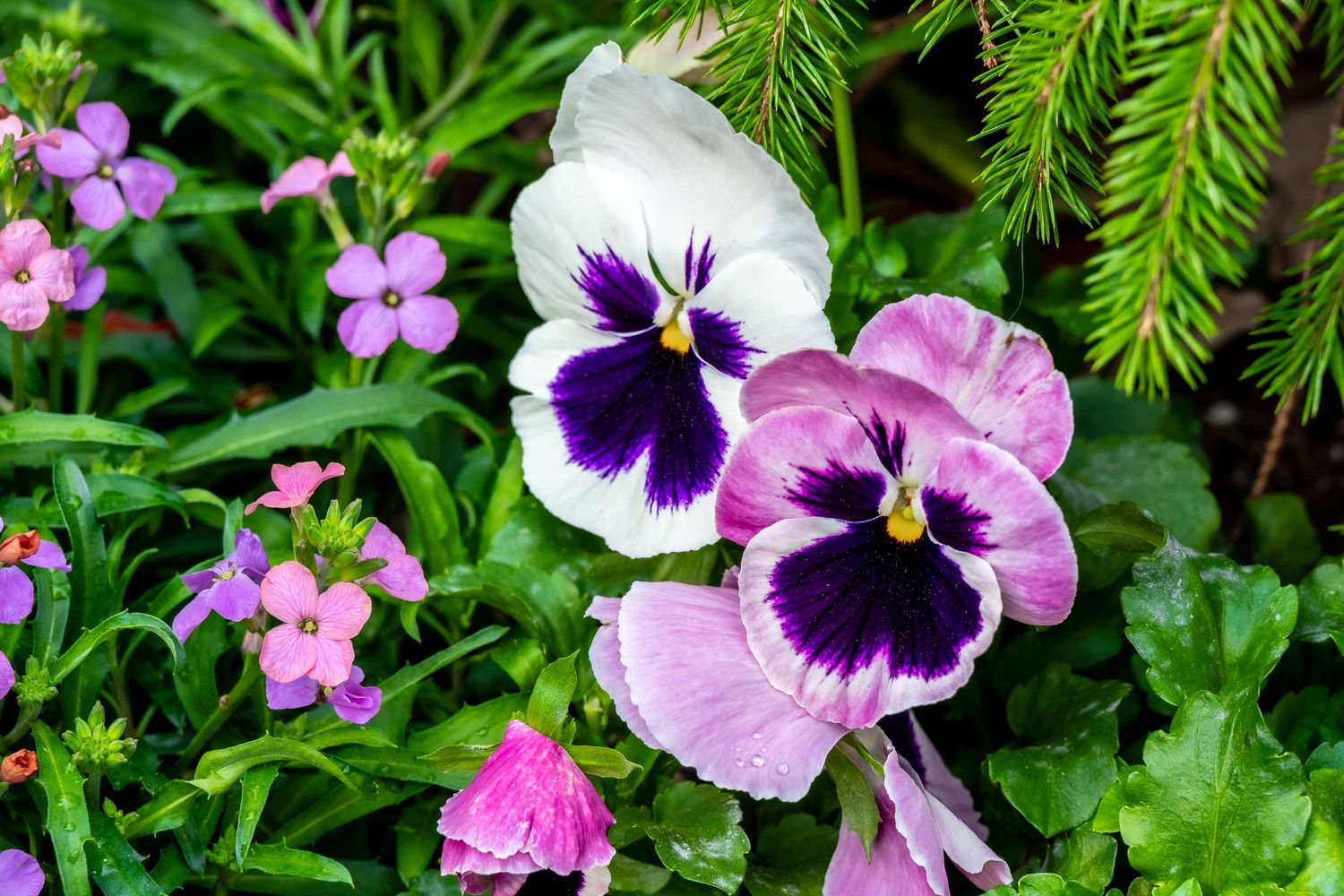 Vibrant purple and white pansy flowers blooming in garden with evergreen backdrop.