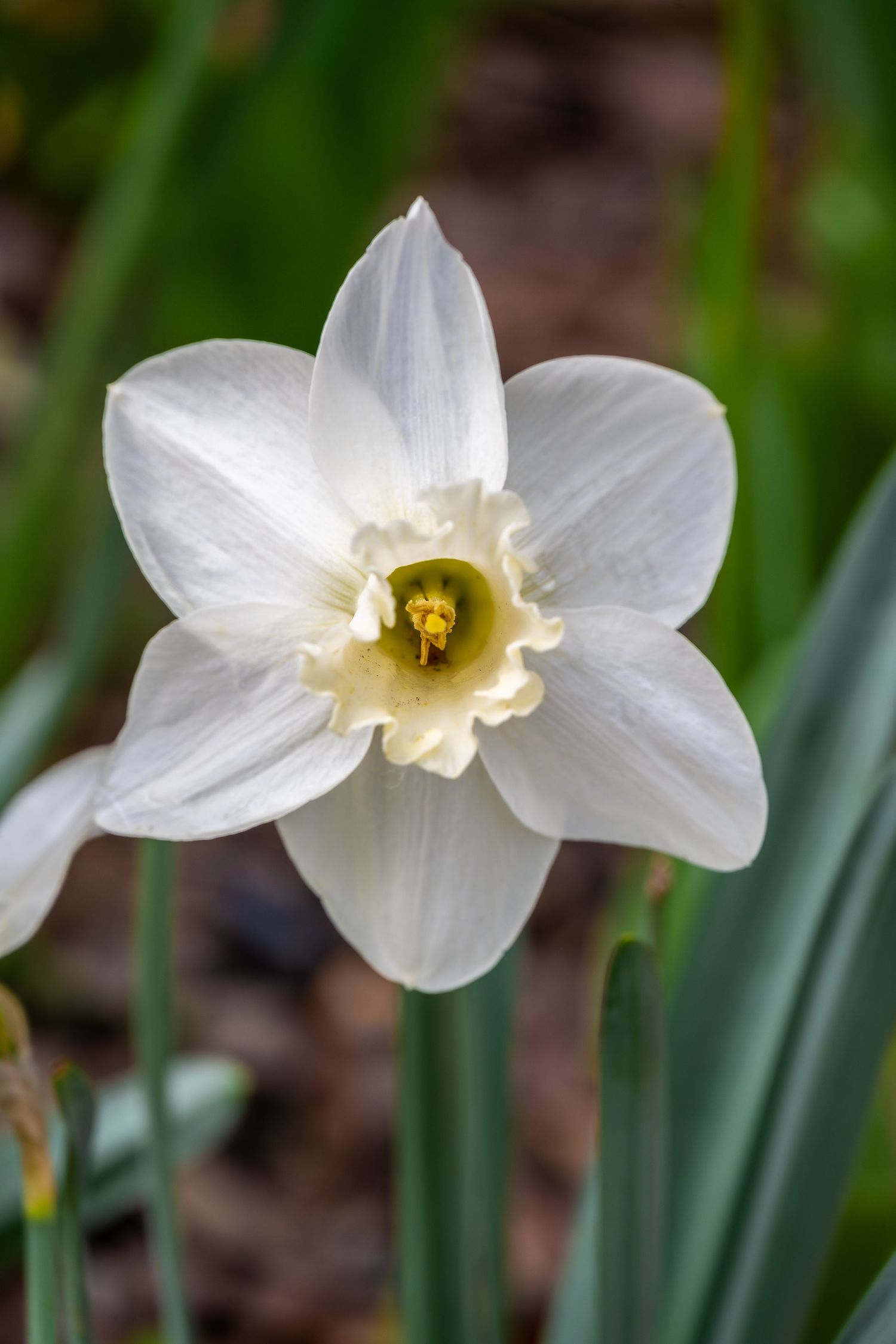Pure white daffodil flower with yellow corona against natural green background.