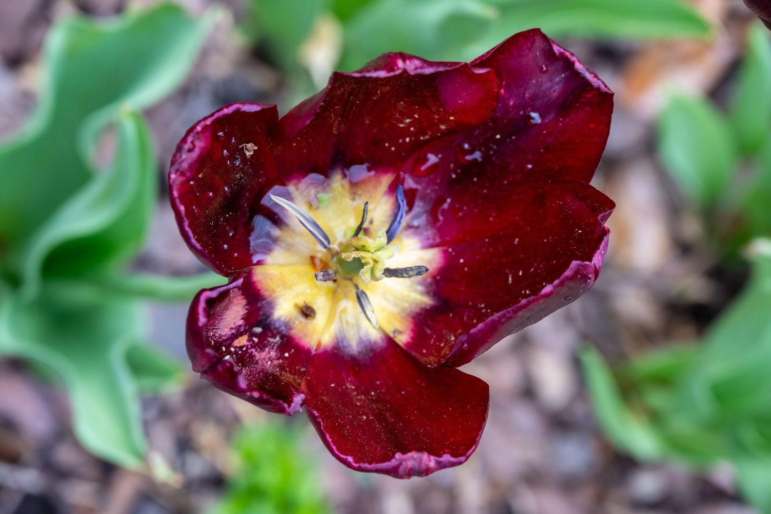 Deep red tulip flower with yellow center blooming in spring garden with green foliage background.