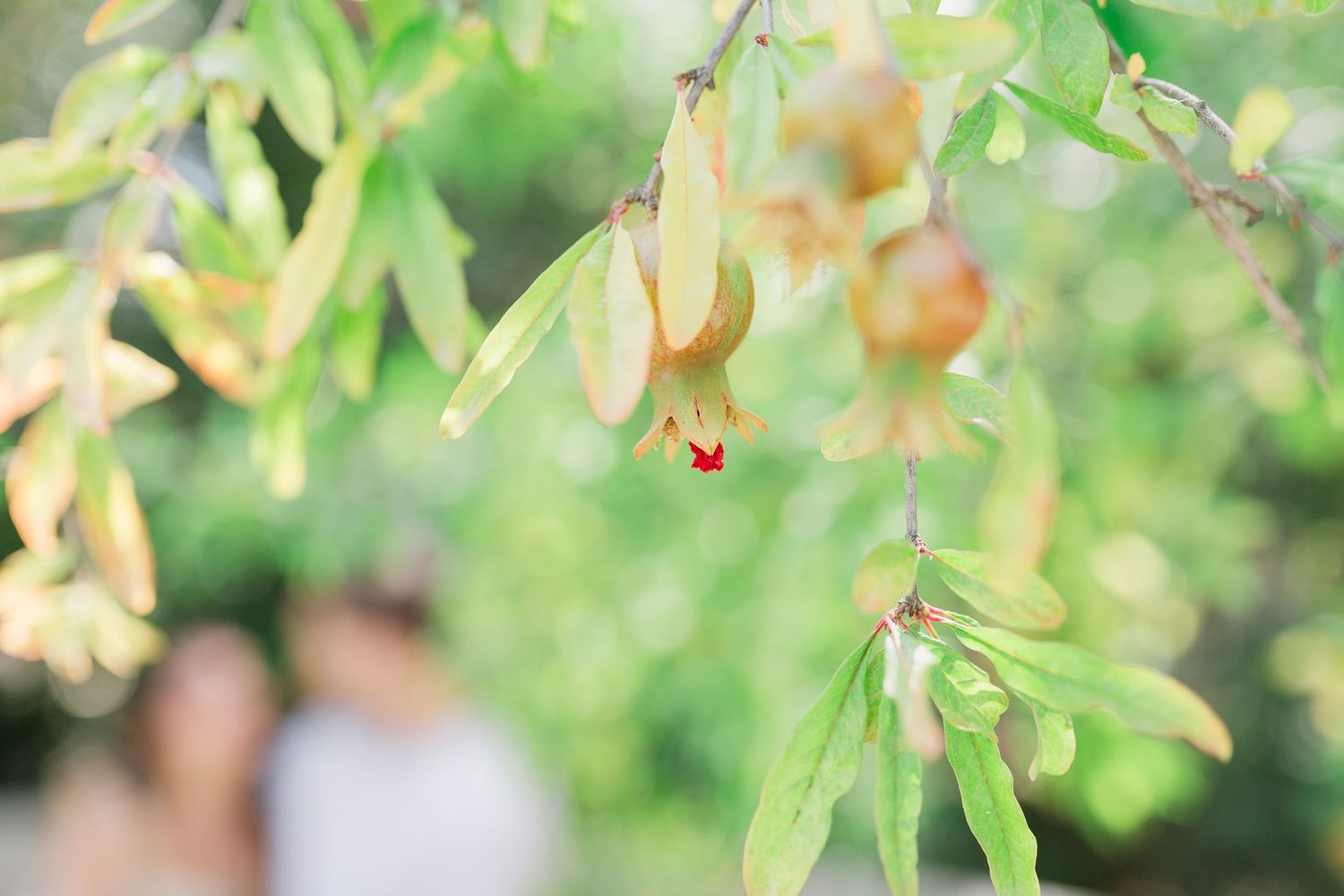 Close-up of green leaves and seed pods on a tree branch with blurred background.