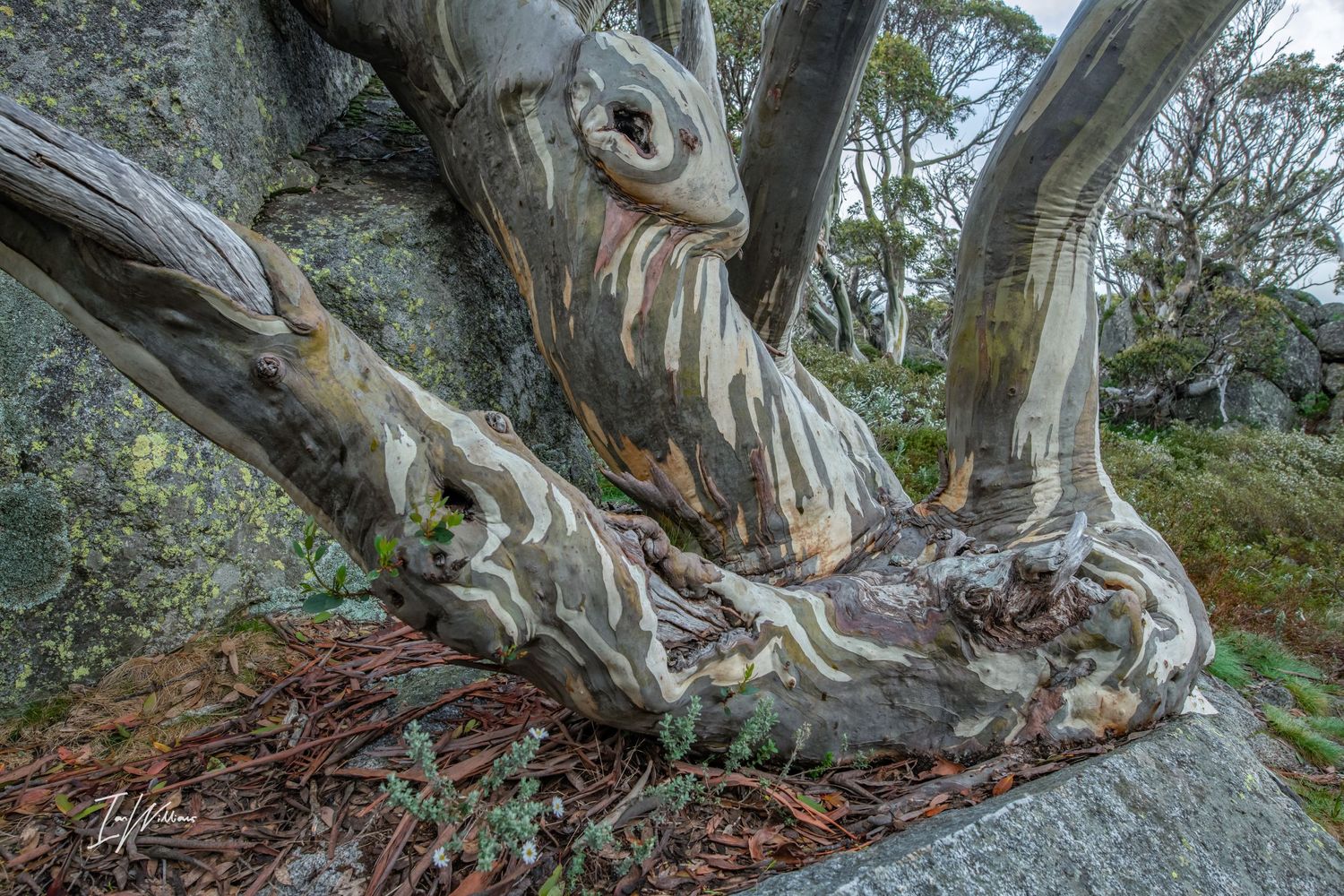 Snow gum