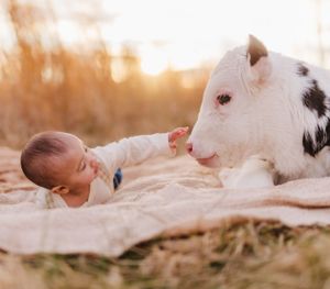 A baby lies on a blanket next to a friendly white and black spotted goat during golden hour sunset.