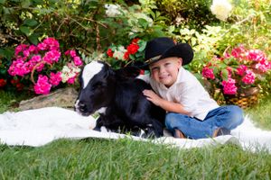A child in a hat sits next to a resting black and white calf among bright pink flowers in a garden setting.