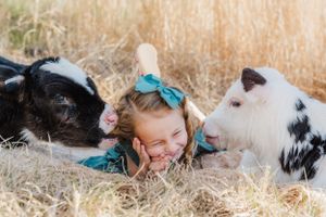 Two calves nuzzling close in tall golden grass during an outdoor photoshoot.