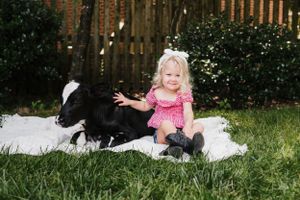 A small child in pink dress sits beside a black and white calf on a white blanket in a fenced yard.