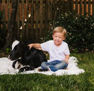 A child sits on a white blanket petting a black and white calf in a backyard with wooden fencing.