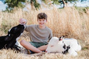 Two calves resting in tall golden grass with someone sitting cross-legged between them.