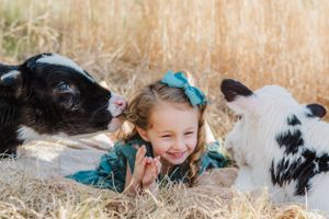 Black and white calves laying in golden grass field during sunset.