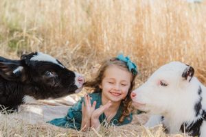 Black and white calves laying close in golden grass during sunset photoshoot.