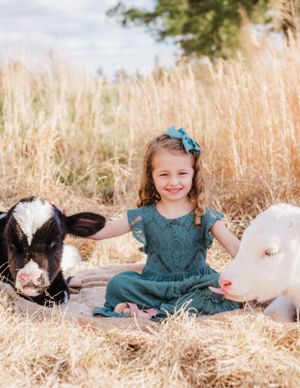 A little one in a teal dress sits between two calves in a golden wheat field.