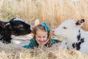 Two calves nestled beside each other in golden grass on a sunny day with someone resting between them.