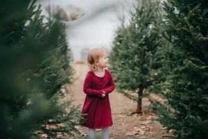 Child in red dress walking through Christmas tree farm on foggy day.