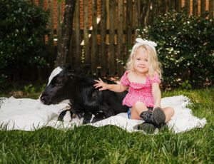 A young child in pink dress sits with a black and white calf on a white blanket against a wooden fence.