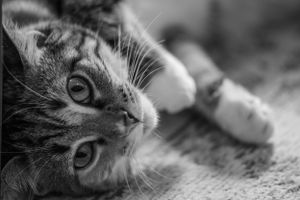 location, photographer, Murfreesboro, tn, Nashville, Tennessee best portrait senior pet photography