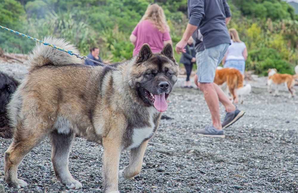 An Akita with a thick double coat stands on a gravel path near the beach.