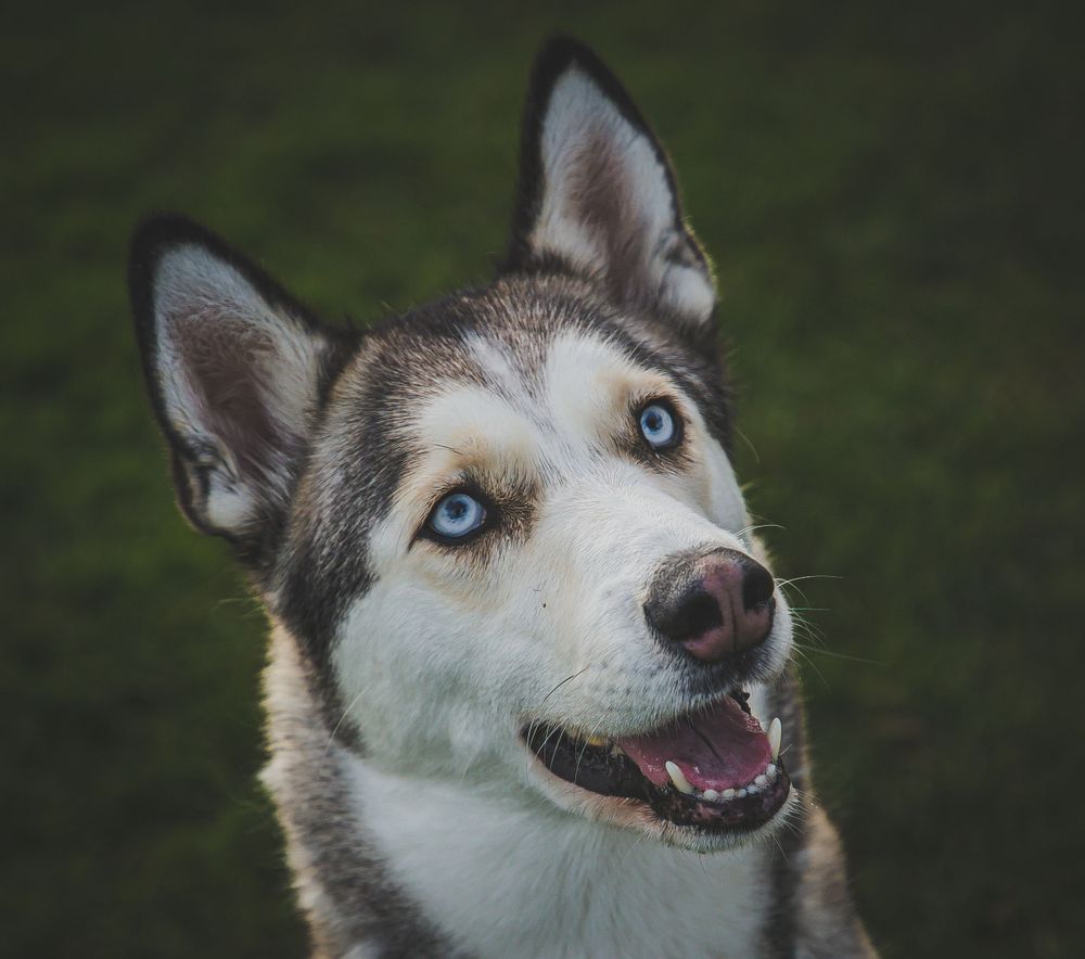 A happy Husky dog with striking blue eyes and brown and white fur smiling at the camera.