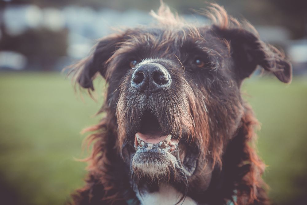 Close up portrait of a shaggy black and white dog with a scruffy beard and wet nose.