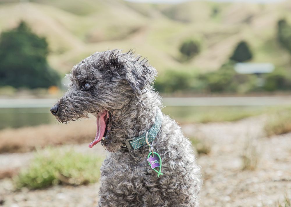 A fluffy gray dog with curly fur looks to the side against a backdrop of rolling hills and water.