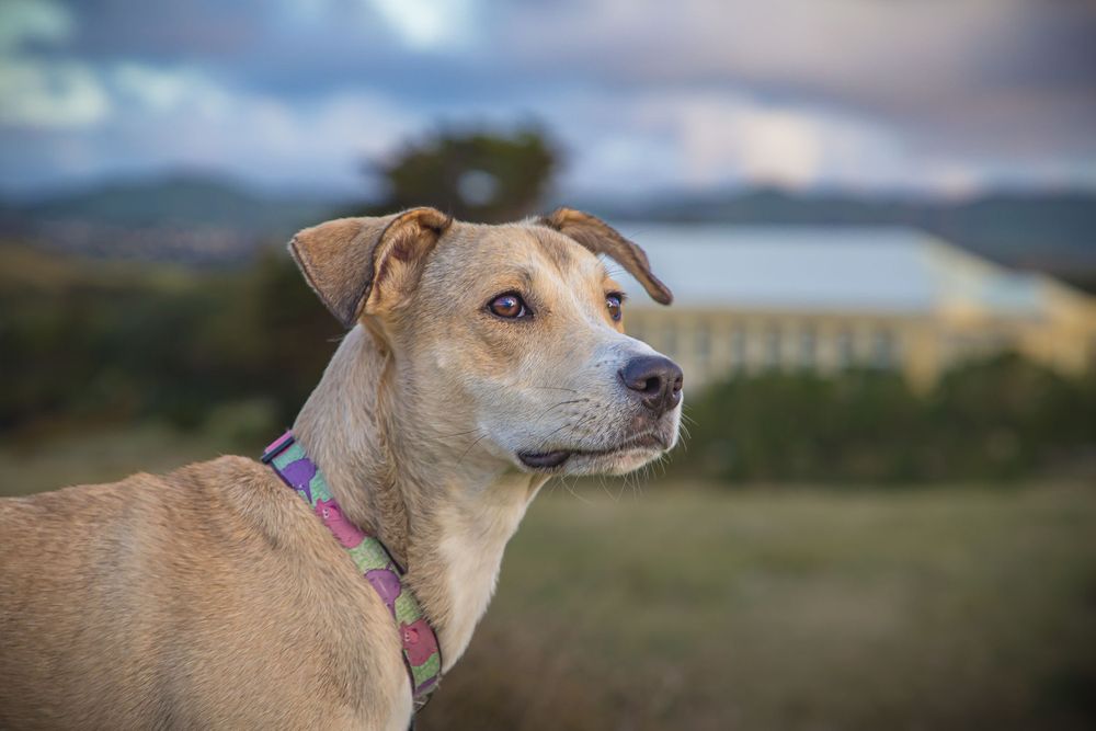 Tan mixed breed dog with pointed ears looking into distance against mountain backdrop.