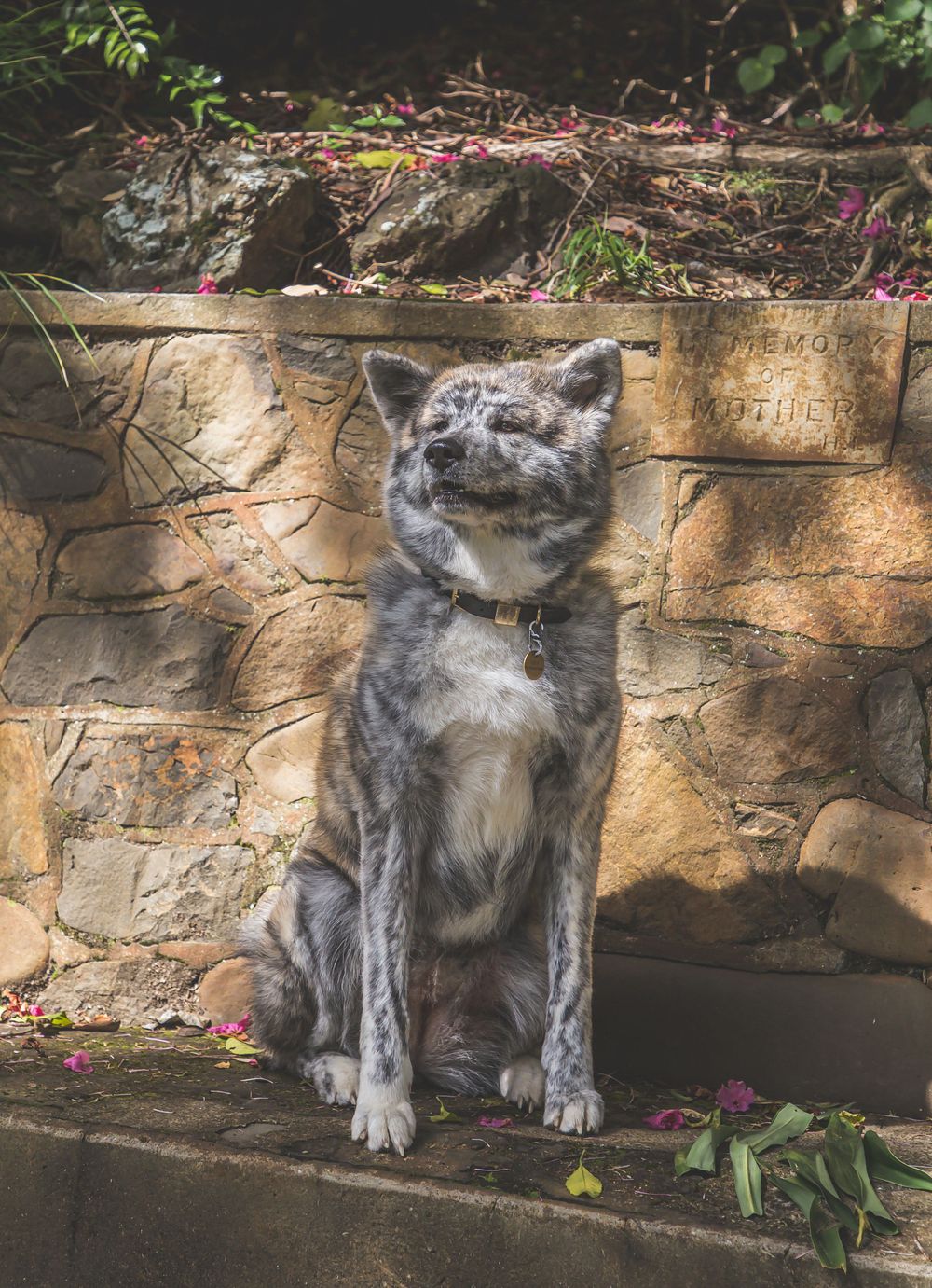 Gray and white dog sitting attentively against stone wall with flowering plants.