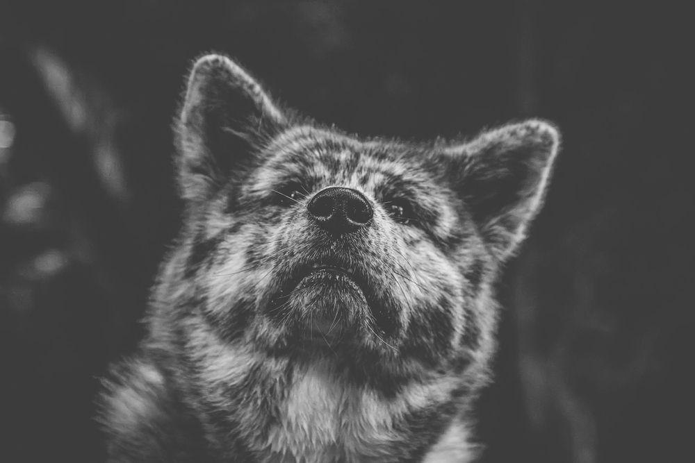 Black and white close-up of a wolf's face looking upward with pointed ears.