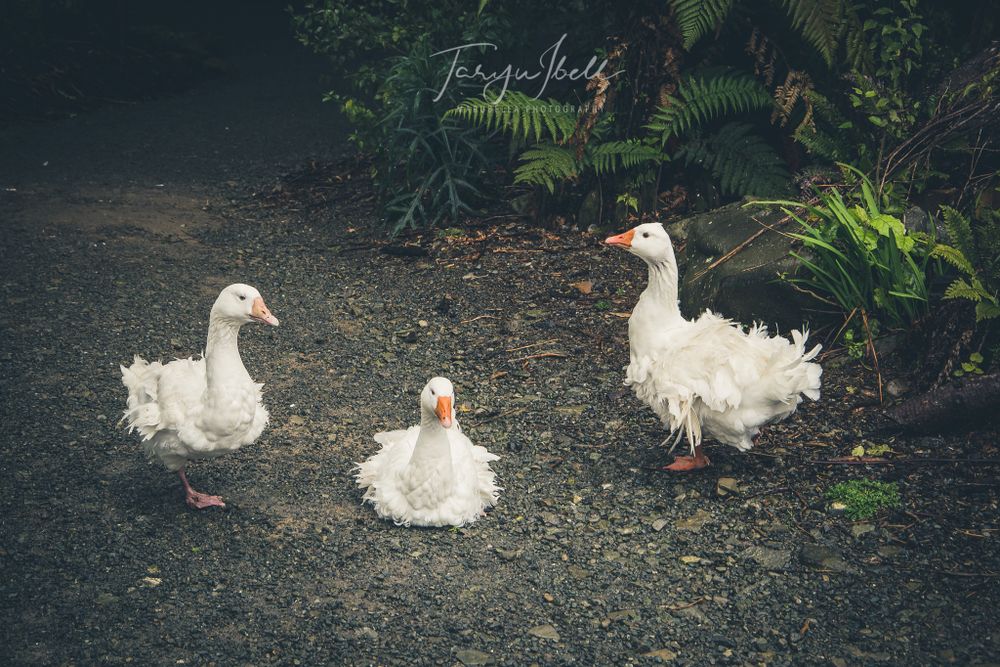 Three white geese walking together on a dirt path near green ferns in a garden setting.
