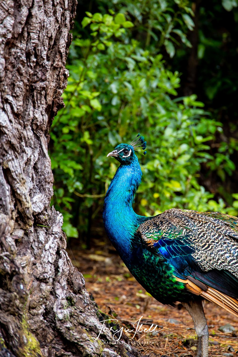 Side view of a male peacock with brilliant blue plumage standing near a large tree trunk.