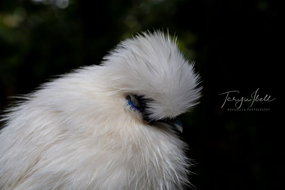 Profile view of a white Silkie chicken's distinctive fluffy plumage against dark background.