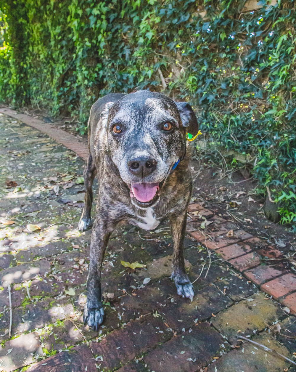 Smiling brindle dog stands on brick pathway next to green hedge.