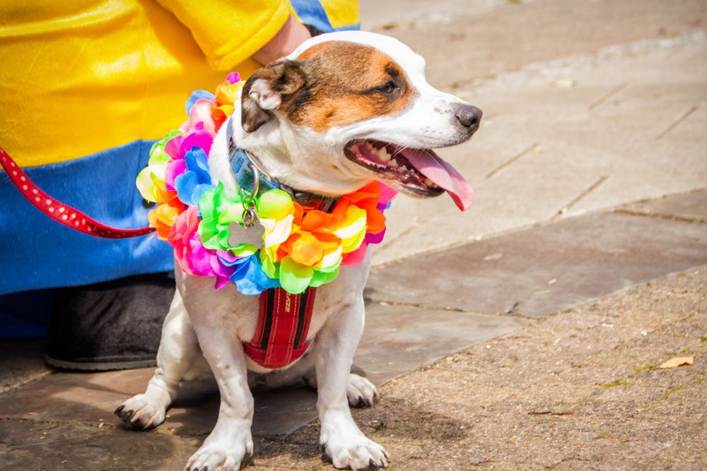 Dogs wearing colorful Hawaiian leis and festive decorations at an outdoor event.