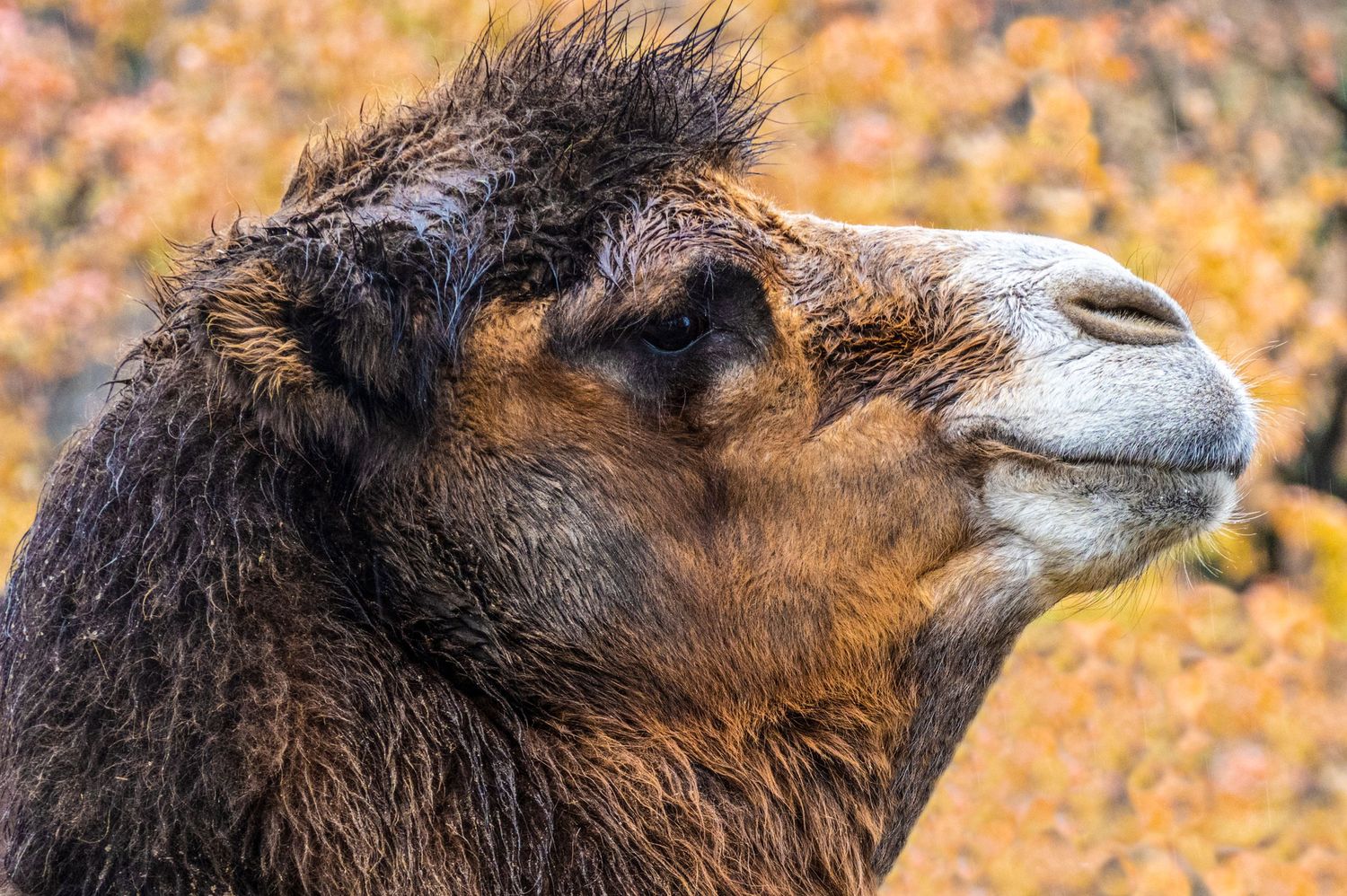 Close-up side profile of a brown camel's head showing its distinctive fur and facial features.
